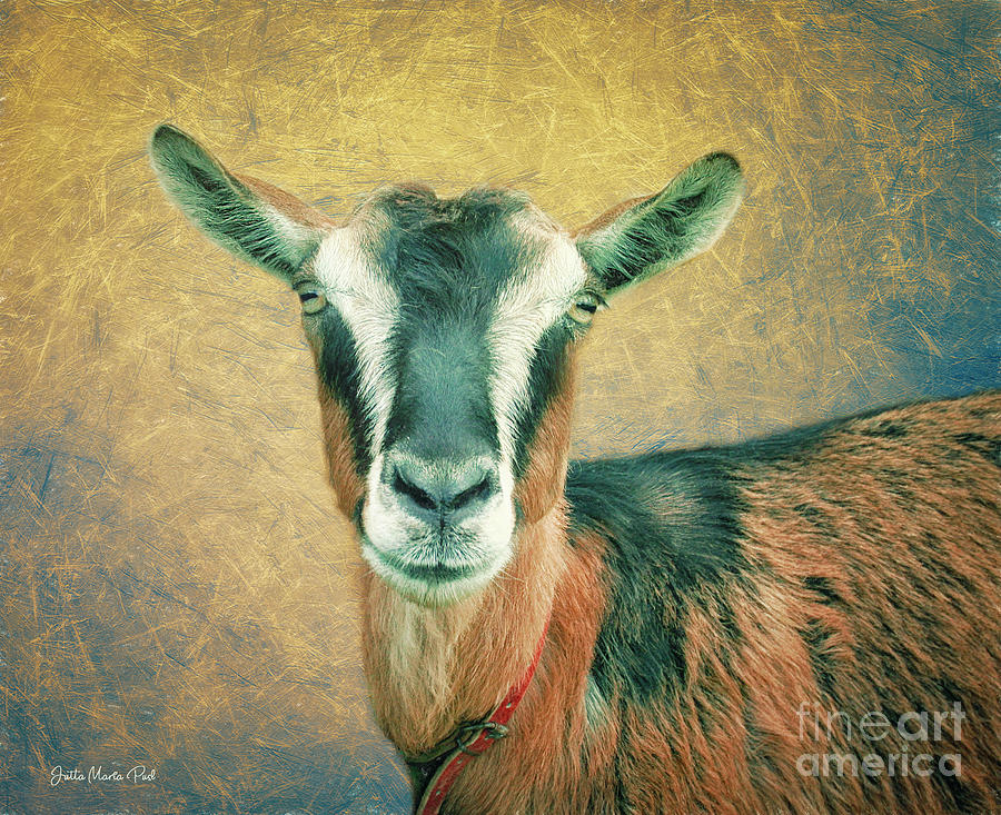 Goat Portrait Photograph by Jutta Maria Pusl