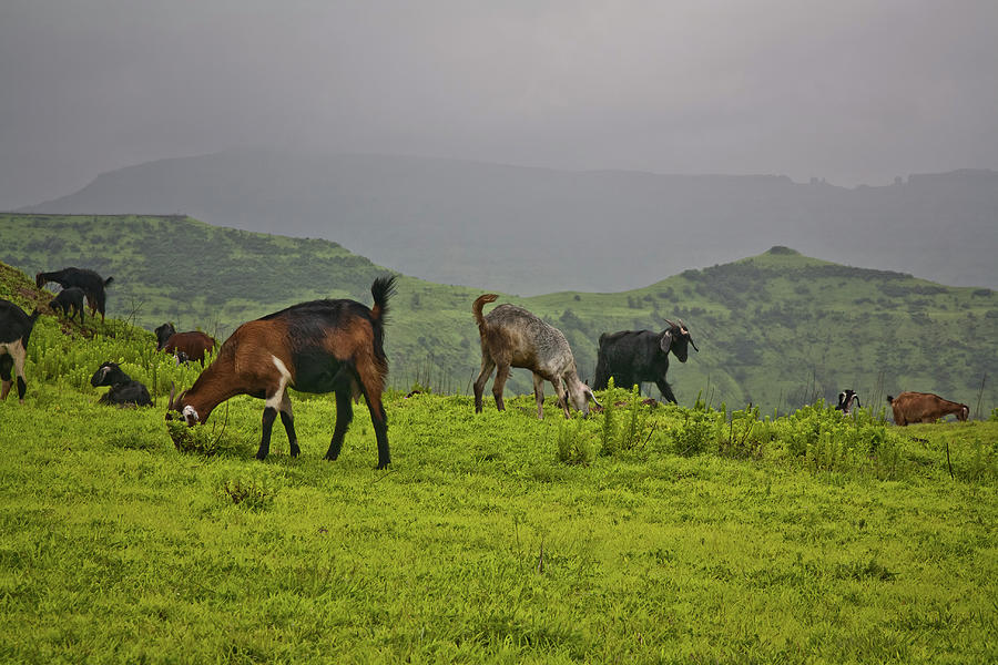 Goats At Mahabaleshwar Photograph by Nishanth Jois