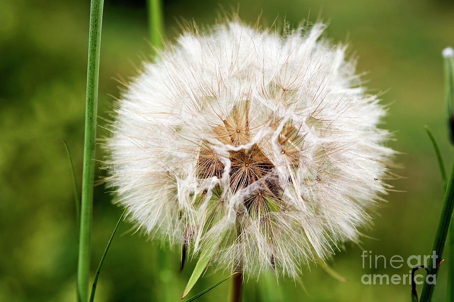 Goats Beard (tragopogon Pratensis) Photograph by Science Photo Library Goats Beard (tragopogon Pratensis) Photograph by Science Photo Library