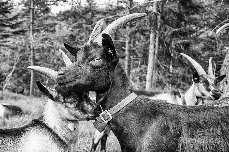 Goats by Fabian Roessler Goats by Fabian Roessler