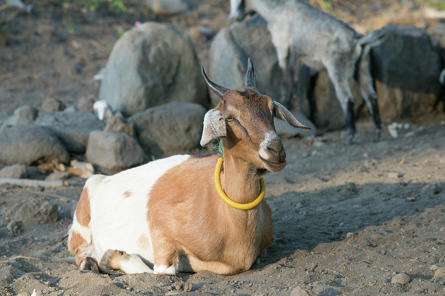 Goats Photograph by Harry Donenfeld