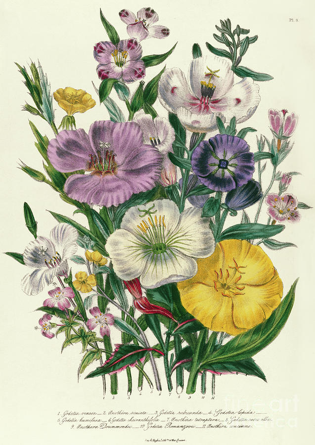 Godetia and Anothera, plate VIII from The Ladies Flower Garden Drawing by Jane Loudon