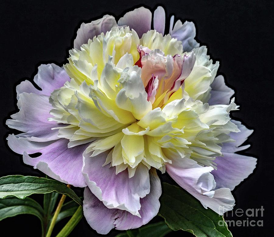 Gods Perfection In A Peony Photograph by Cindy Treger