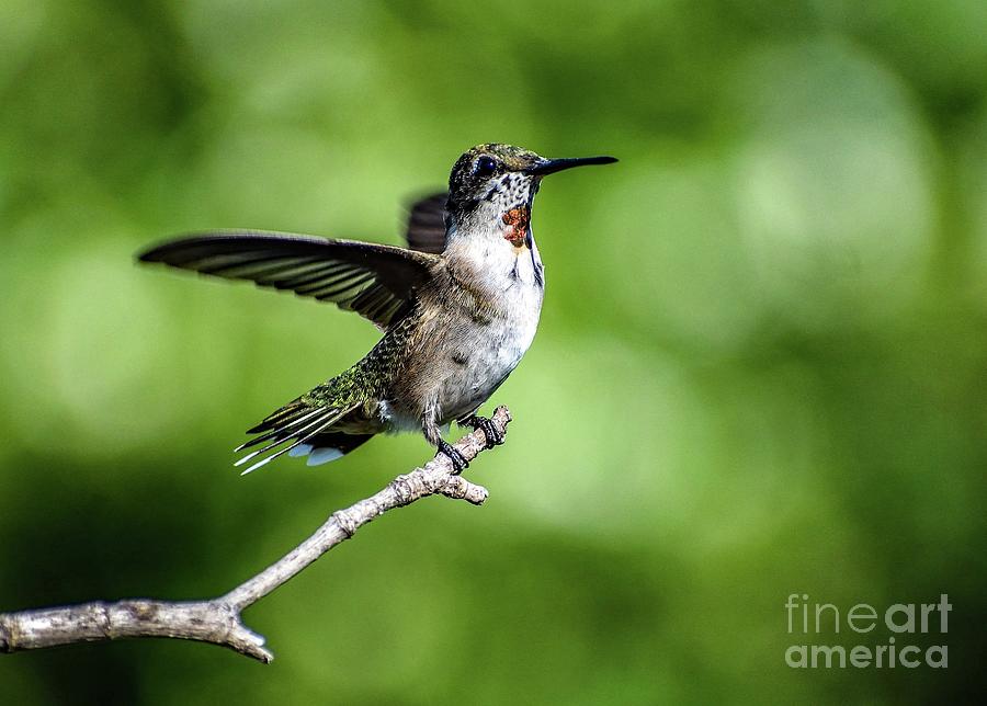 Gods Perfection In A Juvenile Ruby-throated Hummingbird Photograph