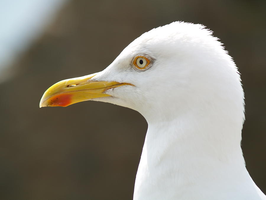 Sea Photograph - Goeland Argente by Christine AVIGNON Sea Photograph - Goeland Argente by Christine AVIGNON