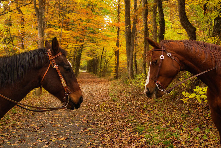 Going for a stroll enjoying foliage by Suguna Ganeshan Going for a stroll enjoying foliage by Suguna Ganeshan