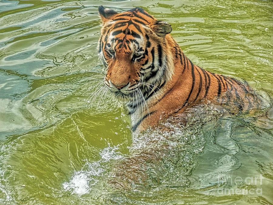 Going for a swim by Leigh Kemp Going for a swim by Leigh Kemp