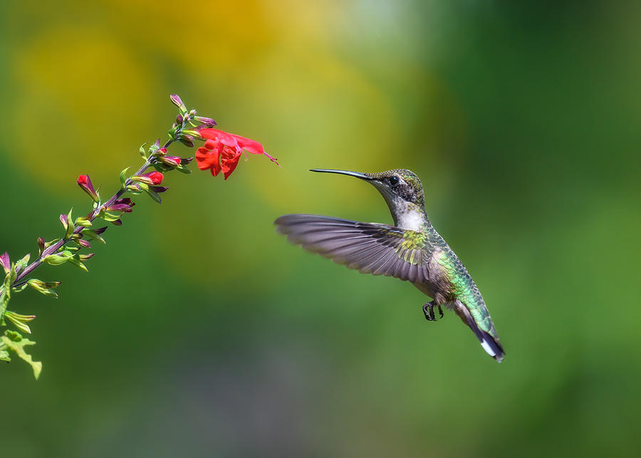 Hummingbird Photograph - Going For The Red Meal by Li Chen
