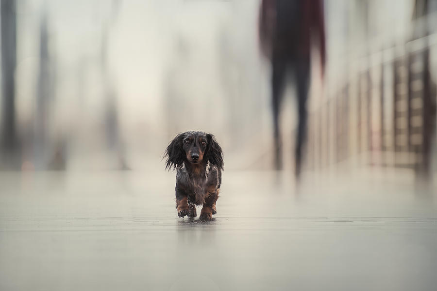 Going Home.... Photograph by Heike Willers