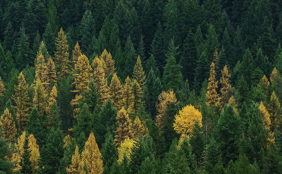 Gold and Green Photograph by David Sams - Fine Art America