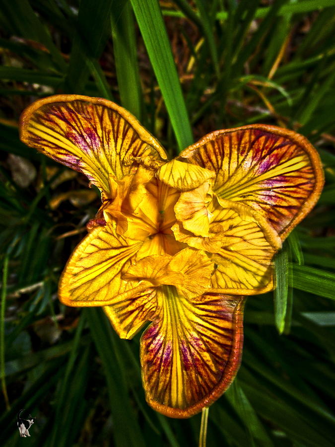 Gold And Maroon Lily Photograph by Joyce Dickens
