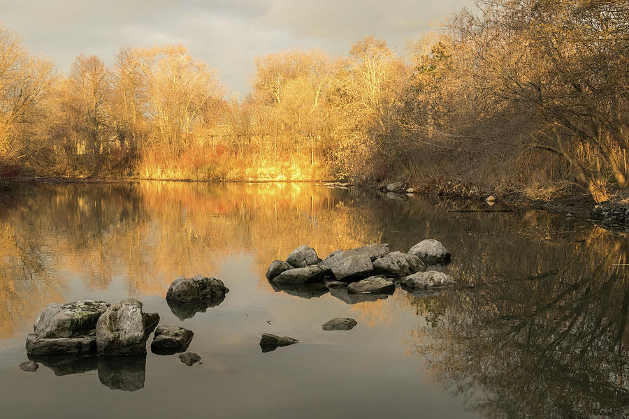 Gold and Silver - Late Fall Reflections at the Pond Photograph by Georgia Mizuleva