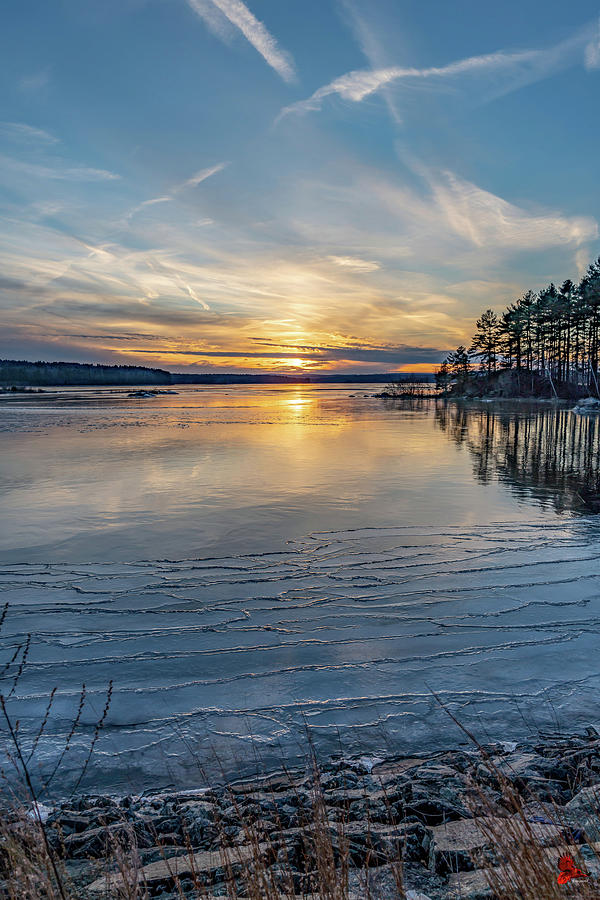 Gold Cotton and Ice Photograph by Ronald Raymond - Fine Art America