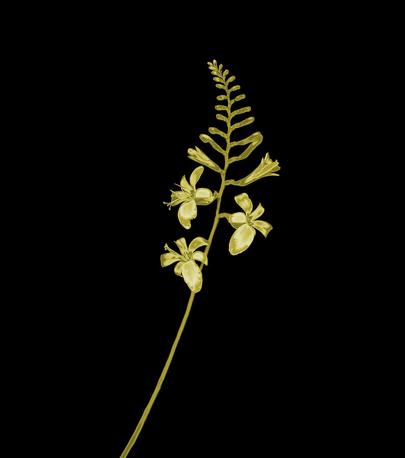 Gold Crocosmia Flower On A Black Photograph by Mike Hill