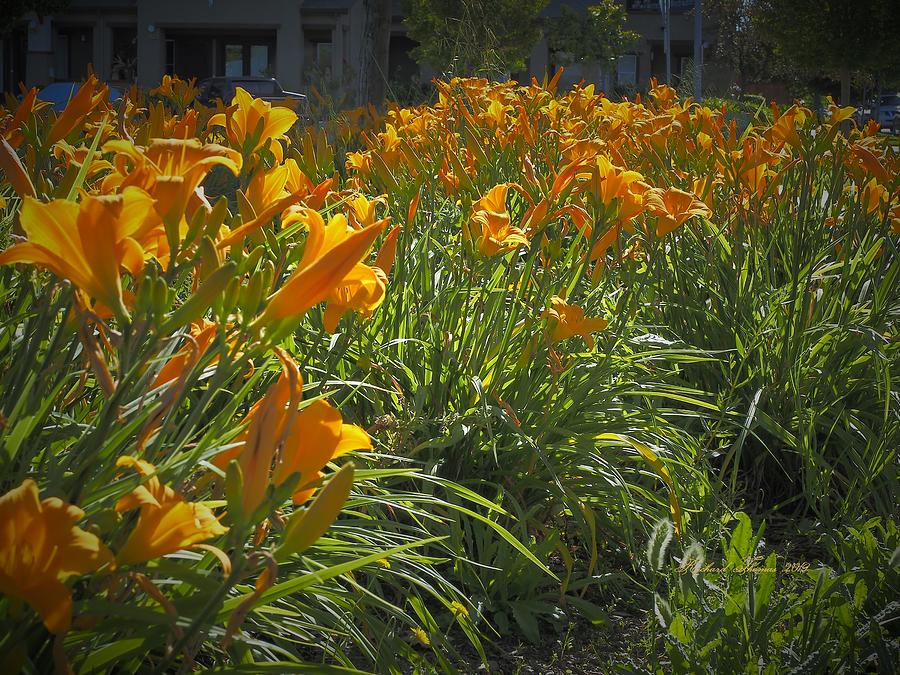 Gold Day Lilies Photograph by Richard Thomas