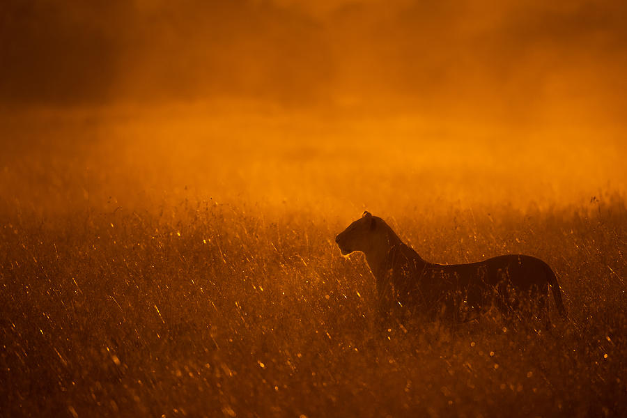 Animal Photograph - Gold Dust by Mohammed Alnaser