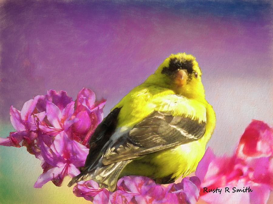 Gold Finch in Honeysuckle blossoms.blossoms. by Rusty R Smith Gold Finch in Honeysuckle blossoms.blossoms. by Rusty R Smith