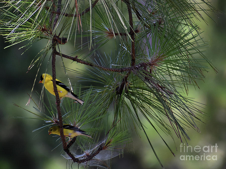 Animal Photograph - Gold Finch Pair by Skip Willits
