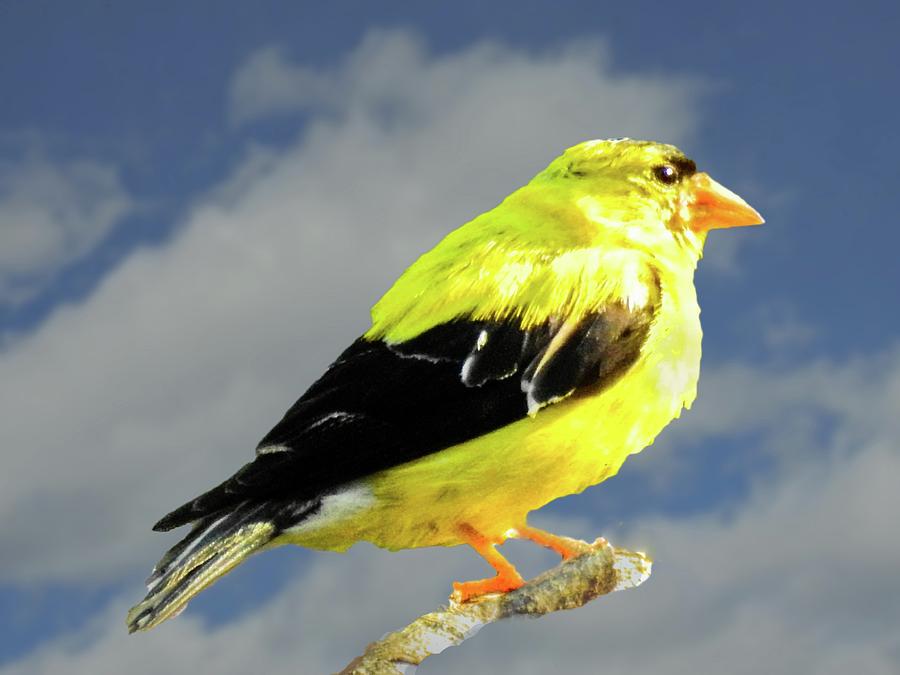 Gold finch. by Rusty R Smith Gold finch. by Rusty R Smith