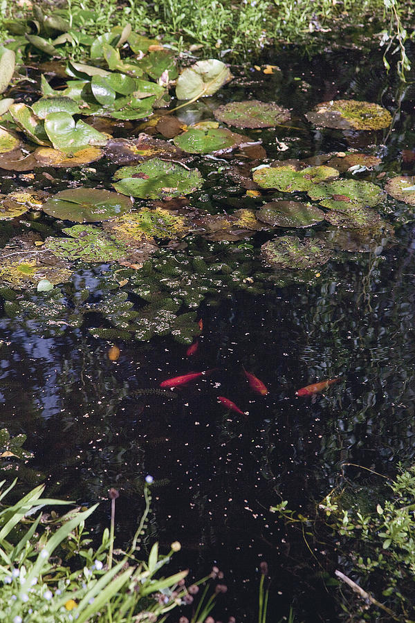 Gold Fish In Ornamental Pond Photograph by Jalag / Gregor Hohenberg