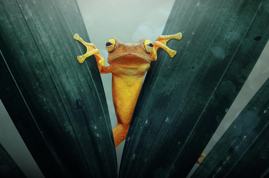 golden frog vyprvpn
