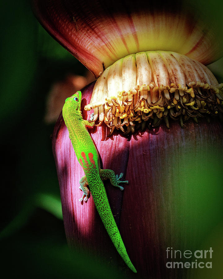 Maui Gecko Photograph by Tyler Rooke