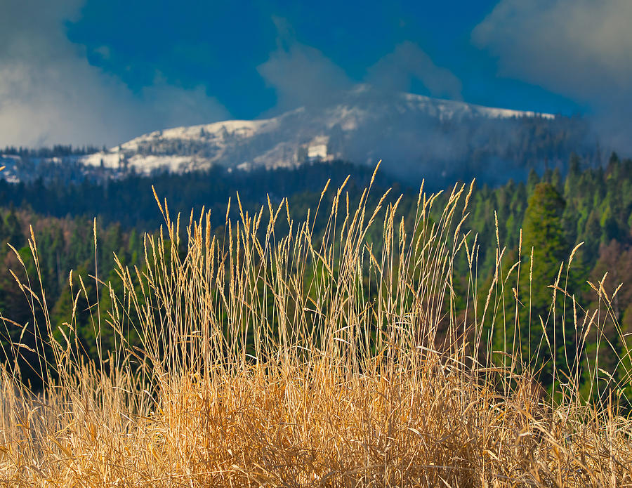 Gold Grass Snowy Peak Photograph by Tom Gresham | Fine Art America