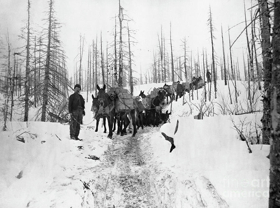 Gold Miners With Mule Packs In Klondike Photograph by Bettmann