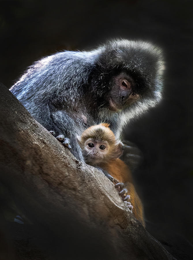 Gold Monkey Photograph by Antonyus Bunjamin (abe)