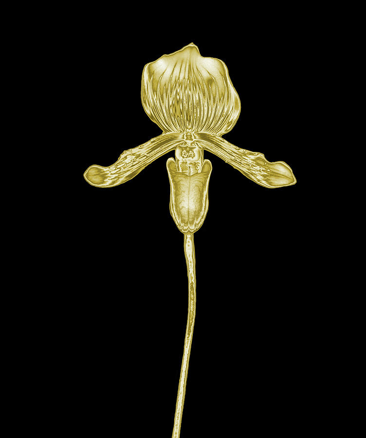 Gold Orchid On A Black Background Photograph by Mike Hill