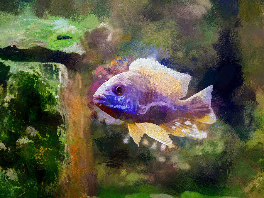 Gold Peacock Cichlid Digital Art by Don Northup