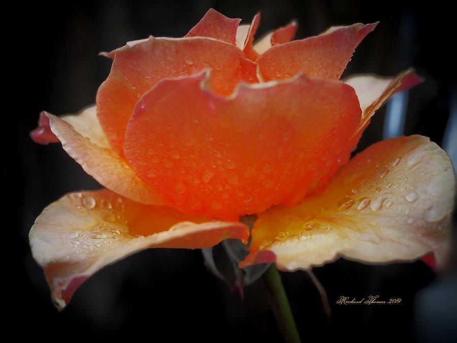 Gold Rain Rose Photograph by Richard Thomas