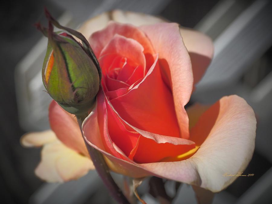 Gold Rose and Bud #2 Photograph by Richard Thomas