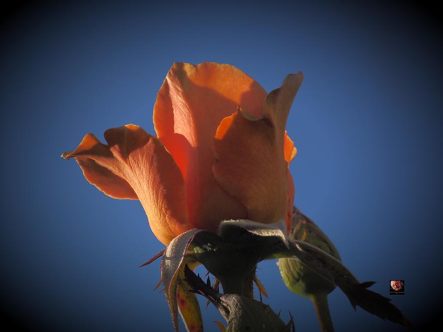 Gold Rose Blue Sky Photograph by Richard Thomas