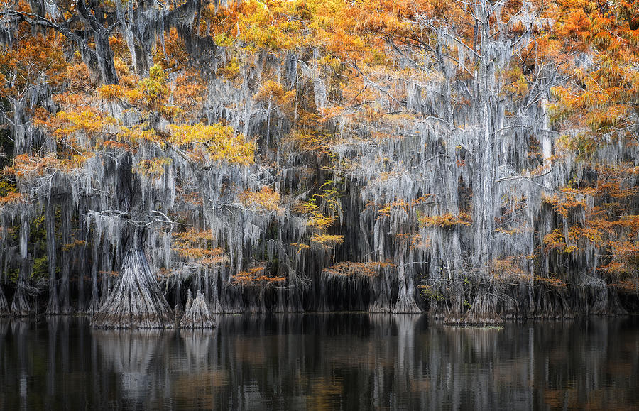 Gold Rush Photograph by Shirley Ji - Fine Art America