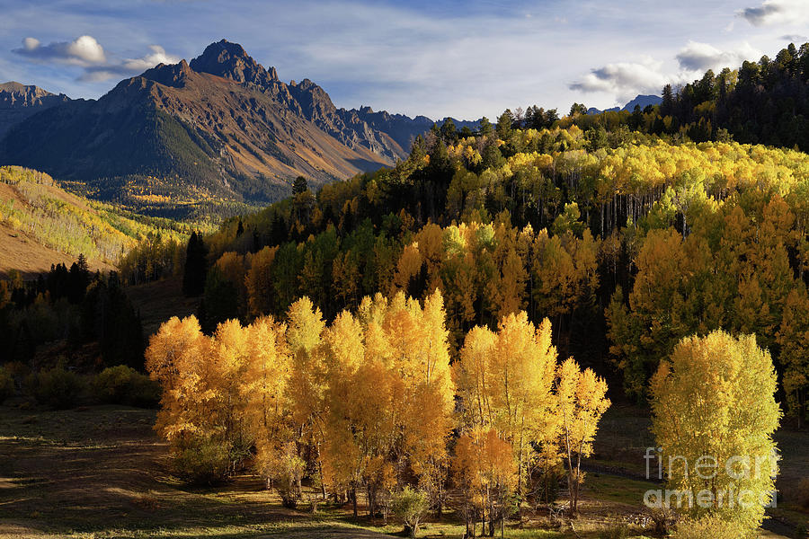 Golden Aspens in Autumn in Colorados San Juan Mountains Photograph by Tom Schwabel