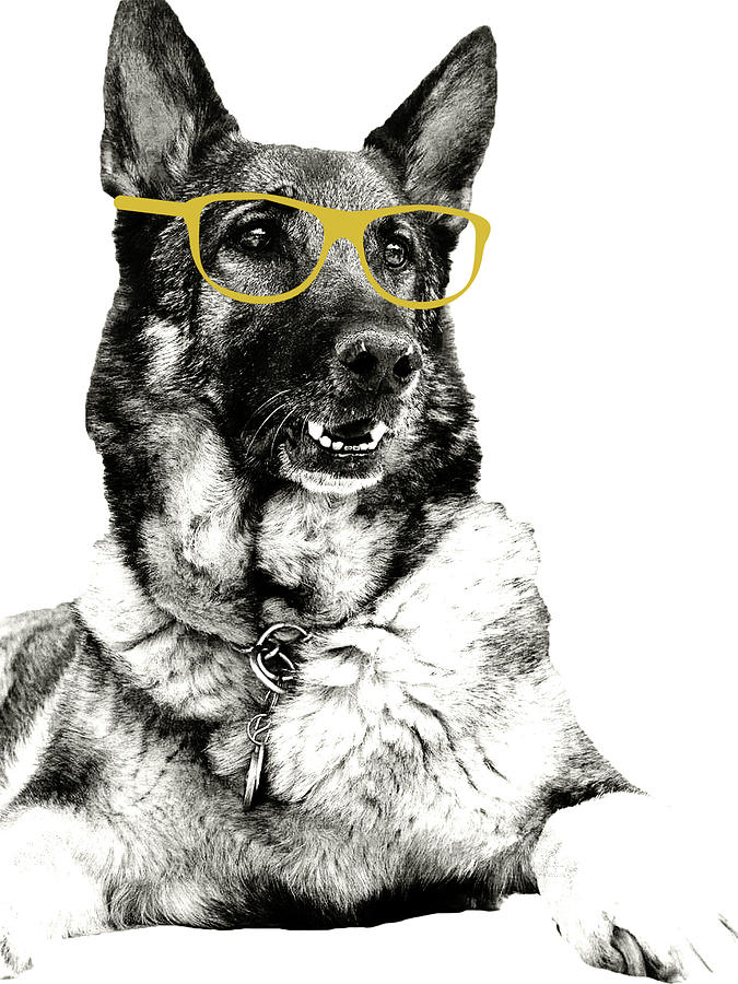 Dog Photograph - Gold Shades Dog by Kali Wilson