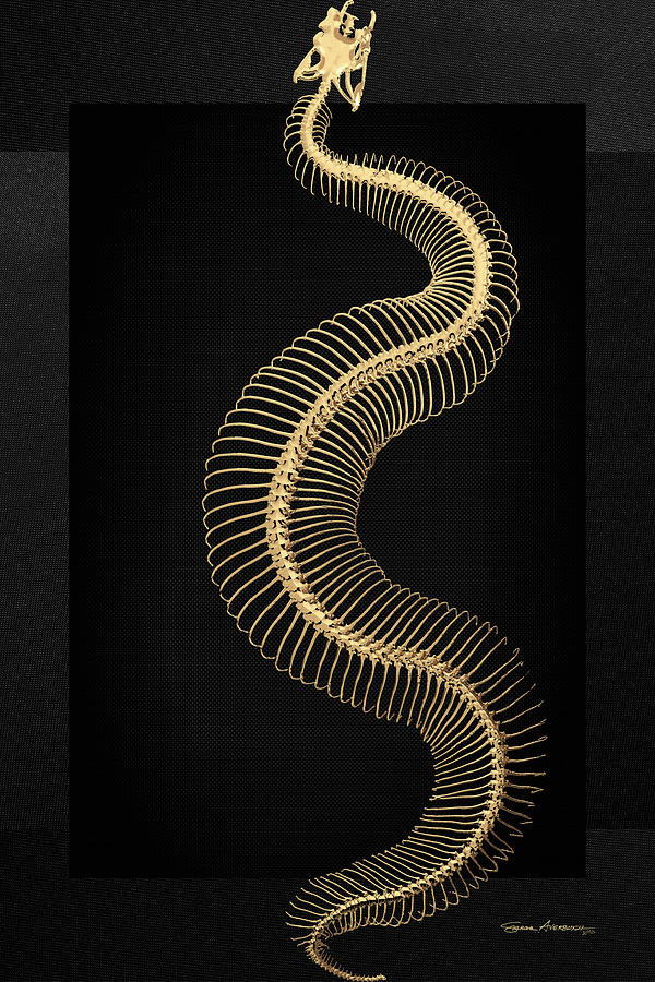 Gold Snake Skeleton over Black Canvas Digital Art by Serge Averbukh