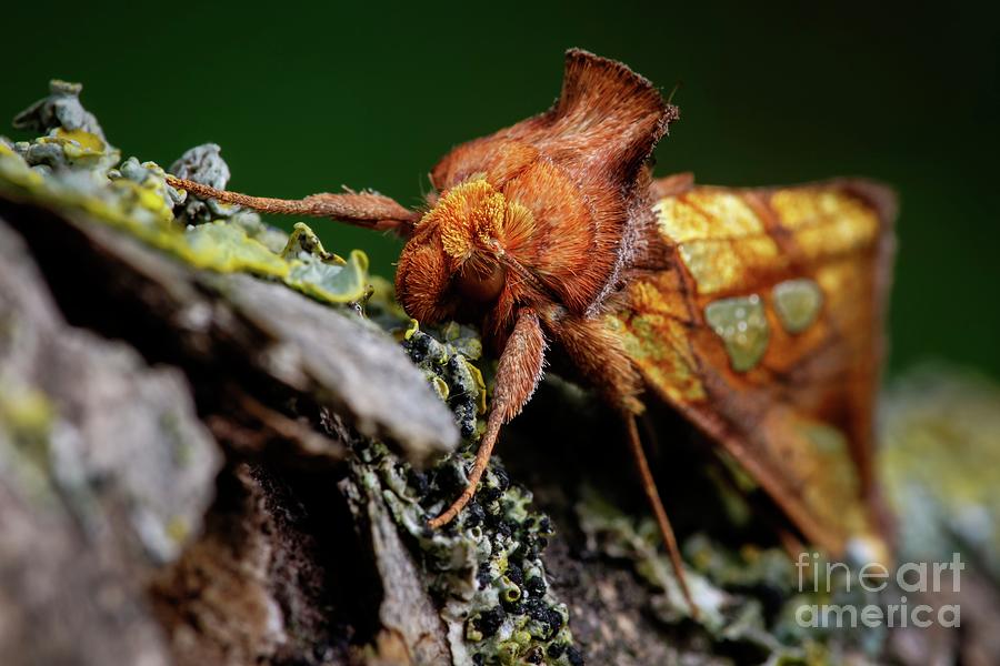 Gold Spot Moth Photograph by Heath Mcdonald/science Photo Library