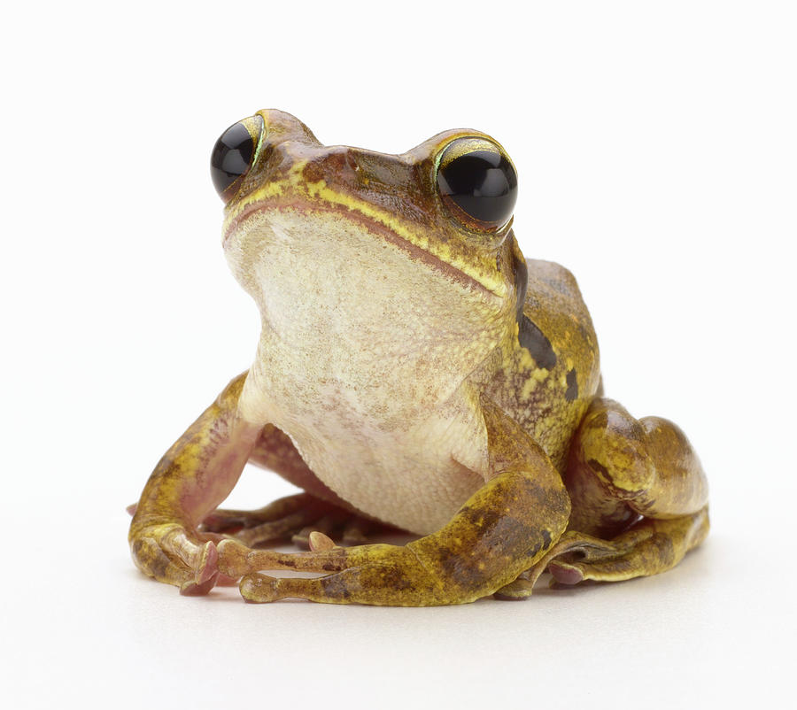 Gold Tree Frog Photograph by Don Farrall