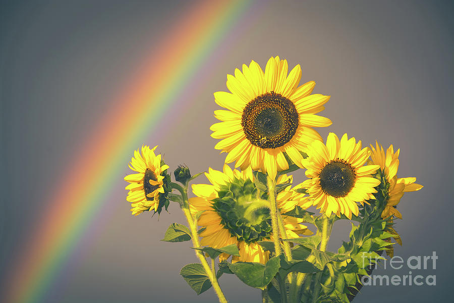 Gold Under The Rainbow Photograph by Cheryl Baxter