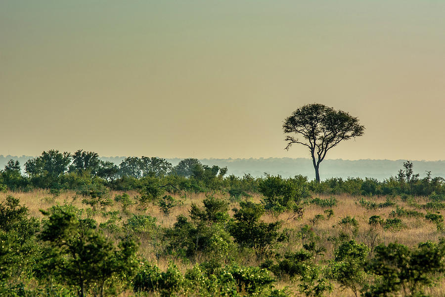 Golden African Bush Photograph by Douglas Wielfaert