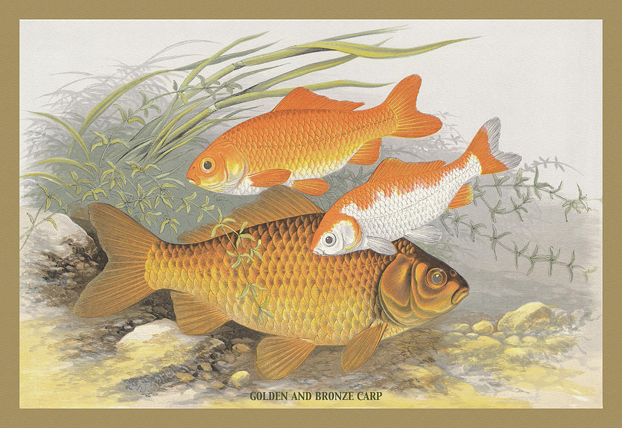 Fish Painting - Golden and Bronze Carp by A.F. Lydon