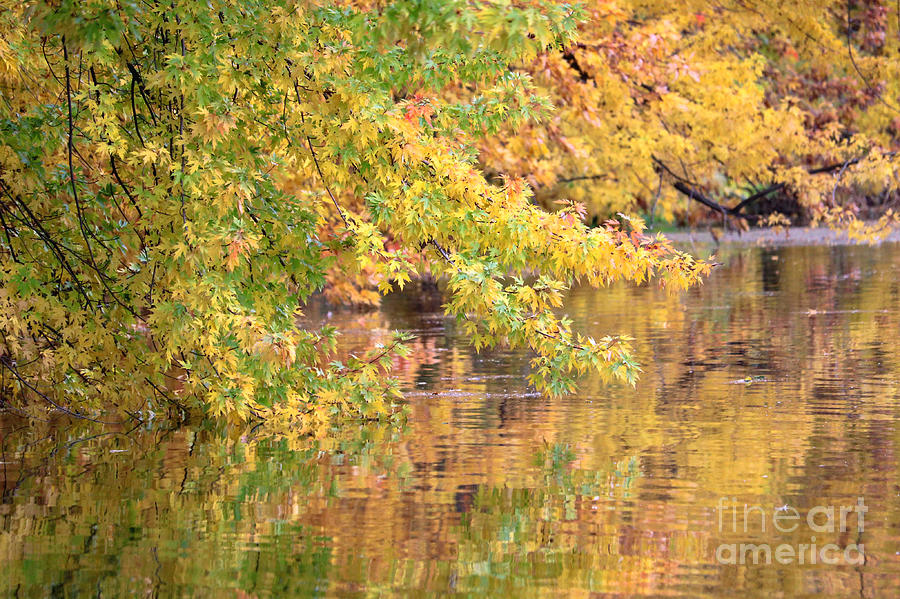 Golden and Green Leaves Autumn Reflection Photograph by Carol Groenen