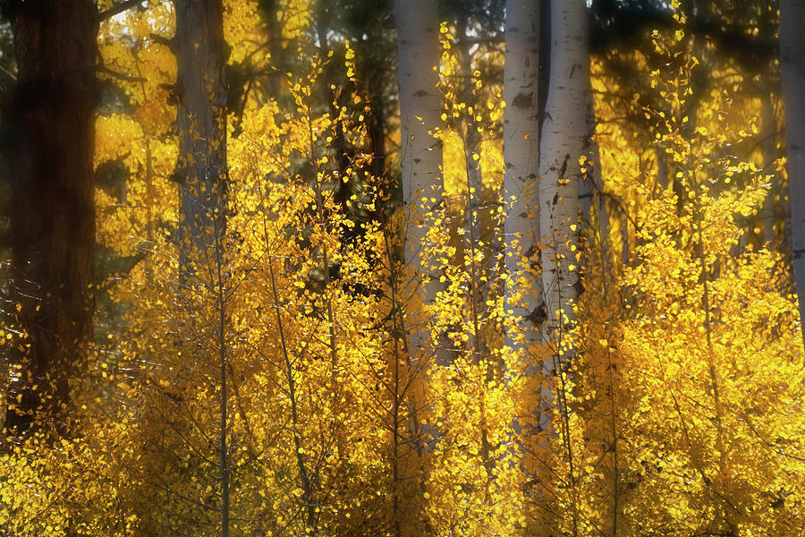 Golden Aspen Abstract  Photograph by Saija Lehtonen