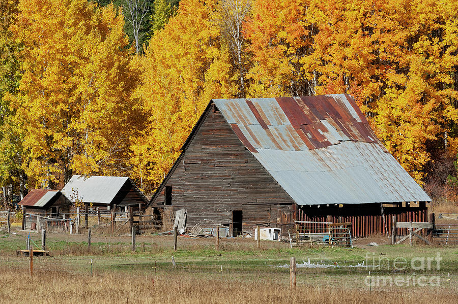 Golden Aspen Barn Photograph