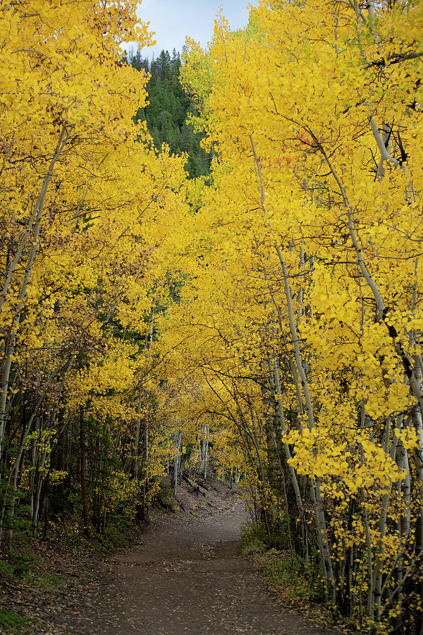 Golden Aspen Trail Photograph by Patrick Nowotny