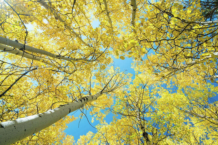 Golden Aspen Tree Forest Canopy Photograph by James BO Insogna