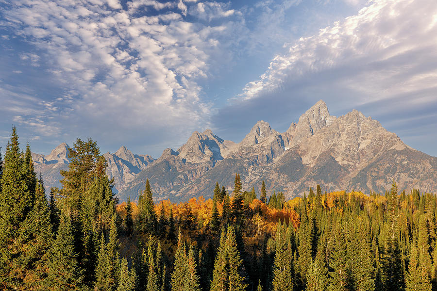 Golden Aspen Trees And Teton Range Photograph by Adam Jones - Fine Art ...