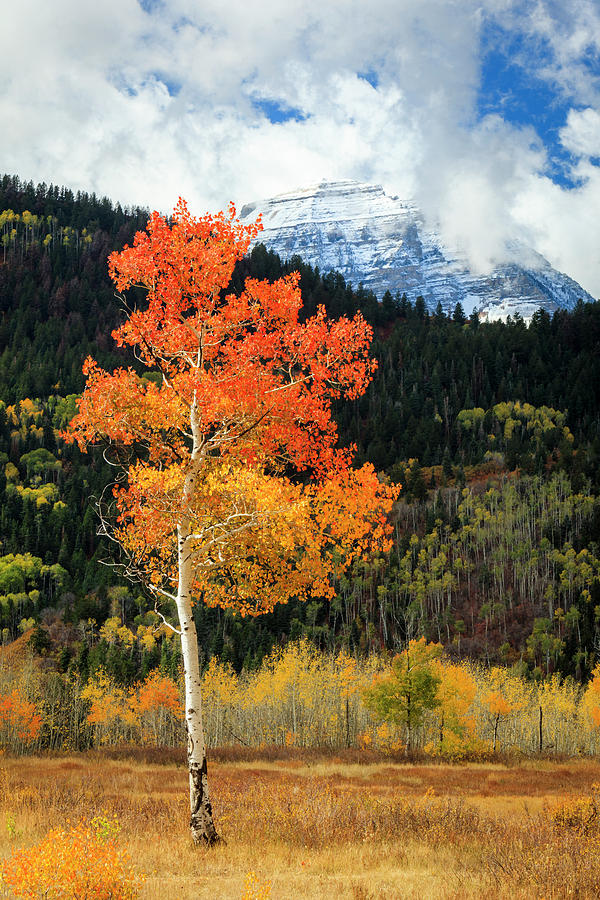 Fall Photograph - Golden Aspen Vertical by Wasatch Light